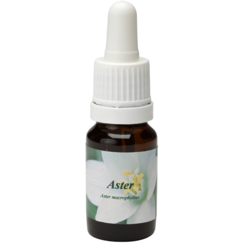 Aster - Star Remedies Flower Remedies