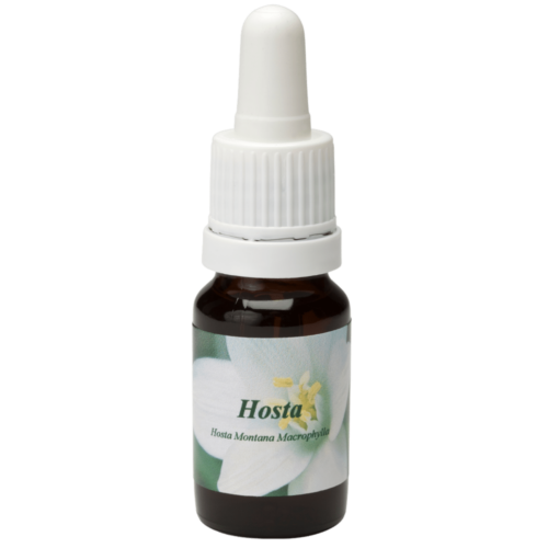 Hosta - Star Remedies Θεραπείες λουλουδιών