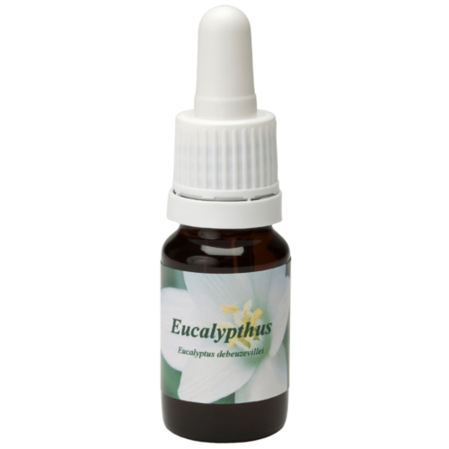 Eucalyptus - Star Remedies Flower Remedies